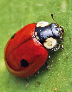 two spotted lady beetle graphic